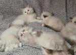Ragdoll kittens - Ragdoll Kitten For Sale - Chesapeake&comma; VA&comma; US