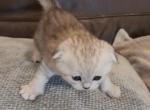 Martin&acy; - Scottish Fold Kitten For Sale - Phoenix&comma; AZ&comma; US