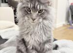 Huge Markus LAST KITTEN LOOKING FOR A NEW HOME - Maine Coon Kitten For Sale - Astoria&comma; NY&comma; US