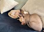 Kitty - Sphynx Kitten For Sale - Downey&comma; CA&comma; US