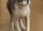 Royalty - Devon Rex Kitten For Sale - Johnson City&comma; TN&comma; US
