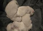 Dessert Litter - Ragdoll Kitten For Sale - Detroit Lakes&comma; MN&comma; US