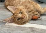 Corndog - Maine Coon Kitten For Sale - Brighton&comma; CO&comma; US