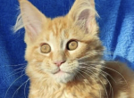 Brandy - Maine Coon Kitten For Sale - Brighton&comma; CO&comma; US