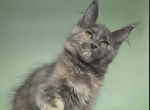 Zhella - Maine Coon Kitten For Sale - Brighton&comma; CO&comma; US