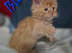 Aslan - Maine Coon Kitten For Sale - Vidor&comma; TX&comma; US