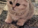 Mikka - Scottish Fold Kitten For Sale - Philadelphia&comma; PA&comma; US