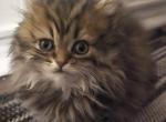 Mili - Scottish Fold Kitten For Sale - Philadelphia&comma; PA&comma; US