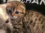 Keni - Scottish Fold Kitten For Sale - 