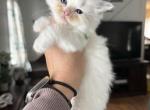 Tica blue bi color male green collar - Ragdoll Kitten For Sale - Butler&comma; PA&comma; US