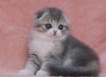 BRIANNA - Scottish Fold Cat For Sale - Brisbane&comma; CA&comma; US
