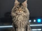 Negan - Maine Coon Cat For Sale - Lisle&comma; IL&comma; US