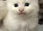 Snow - Maine Coon Kitten For Sale - Hollywood&comma; FL&comma; US