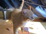 Tinker - Domestic Cat For Adoption - Fairfield&comma; OH&comma; US