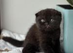 Xanta - Scottish Fold Kitten For Sale - Los Angeles&comma; CA&comma; US