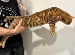Male STUD bengal TICA registered - Bengal Cat For Sale - CO&comma; US
