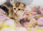Birkin - Scottish Fold Kitten For Sale - Grand Rapids&comma; MI&comma; US