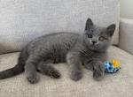 Scottish straight boy blue - Scottish Straight Kitten For Sale - Shakopee&comma; MN&comma; US