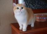 Florinda Shantaren Shakh - British Shorthair Cat For Sale/Retired Breeding - CA&comma; US