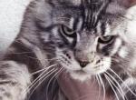 Titan - Maine Coon Kitten For Sale - Punta Gorda&comma; FL&comma; US