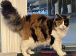 Princess - Domestic Cat For Adoption - Santa Clara&comma; CA&comma; US