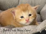 Red Male EUROPEAN - Maine Coon Kitten For Sale - Waynesboro&comma; PA&comma; US