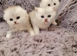 Scottish kittens - Scottish Straight Kitten For Sale - Edgewood&comma; WA&comma; US