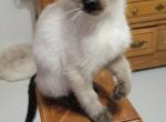 Crystals Siamese - Siamese Kitten For Sale - Houston&comma; TX&comma; US