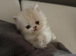 Walter - Persian Kitten For Sale - Dearborn&comma; MI&comma; US