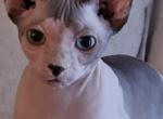 Sphynx - Sphynx Kitten For Sale - TN&comma; US