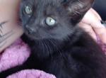 Shadow - Domestic Kitten For Sale - Athens&comma; TX&comma; US