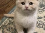 Jack Scottish Fold Kitten - Scottish Fold Kitten For Sale - Springdale&comma; AR&comma; US