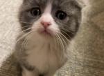 Lucky Scottish Fold kitten - Scottish Fold Kitten For Sale - Springdale&comma; AR&comma; US
