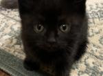 Black Scottish Straight Kitten - Scottish Straight Kitten For Sale - Springdale&comma; AR&comma; US