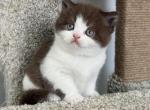 Scottish straight boy - Scottish Fold Kitten For Sale - Shakopee&comma; MN&comma; US