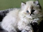 Springtime - Himalayan Kitten For Sale - Sussex&comma; NJ&comma; US