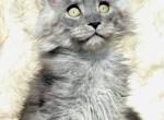 Silver High Smoke Maine Coon Boy - Maine Coon Kitten For Sale - Chicago&comma; IL&comma; US