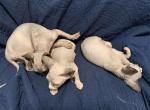 JuJuBee n Jack - Sphynx Kitten For Sale - Hendersonville&comma; TN&comma; US