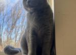 Nova - Polydactyl Cat For Sale - Okc&comma; OK&comma; US