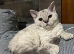 Kiki - Selkirk Rex Kitten For Sale - West Branch&comma; MI&comma; US