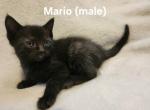 Mario - Ragdoll Kitten For Sale - Swedesboro&comma; NJ&comma; US