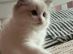 Blue - Ragdoll Kitten For Sale - Plymouth&comma; MN&comma; US
