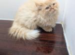 1 left pending now - Persian Kitten For Sale - West Lafayette&comma; OH&comma; US