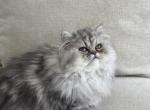 Persian Kitten Stormy - Persian Kitten For Sale - Tampa&comma; FL&comma; US