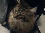 Maine Coon Kitten - Maine Coon Kitten For Sale - 