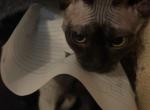 F1 Devon Rex Sphynx Female - Devon Rex Kitten For Sale - Saint Petersburg&comma; FL&comma; US