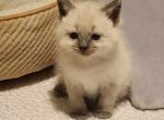 Aros - Ragdoll Cat For Sale - Clifton&comma; NJ&comma; US