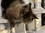 Freya - Ragdoll Cat For Sale - 