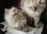 Two Gorgeous Seal Lynx Kittens - Ragdoll Kitten For Sale - Madison&comma; TN&comma; US