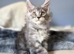 Mainecoon Polydactyl Charcoal - Maine Coon Kitten For Sale - VT&comma; US